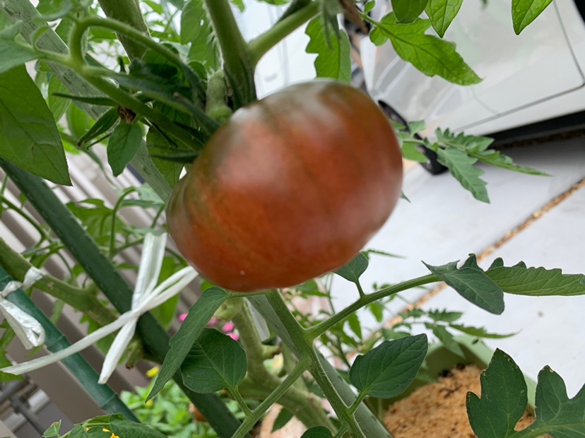 トマトの成長日記🍅イメージ