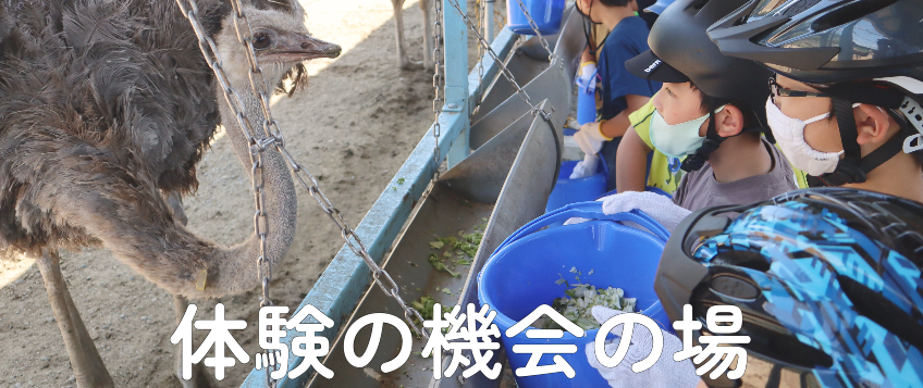 ダチョウ給餌体験の参加者募集中！イメージ