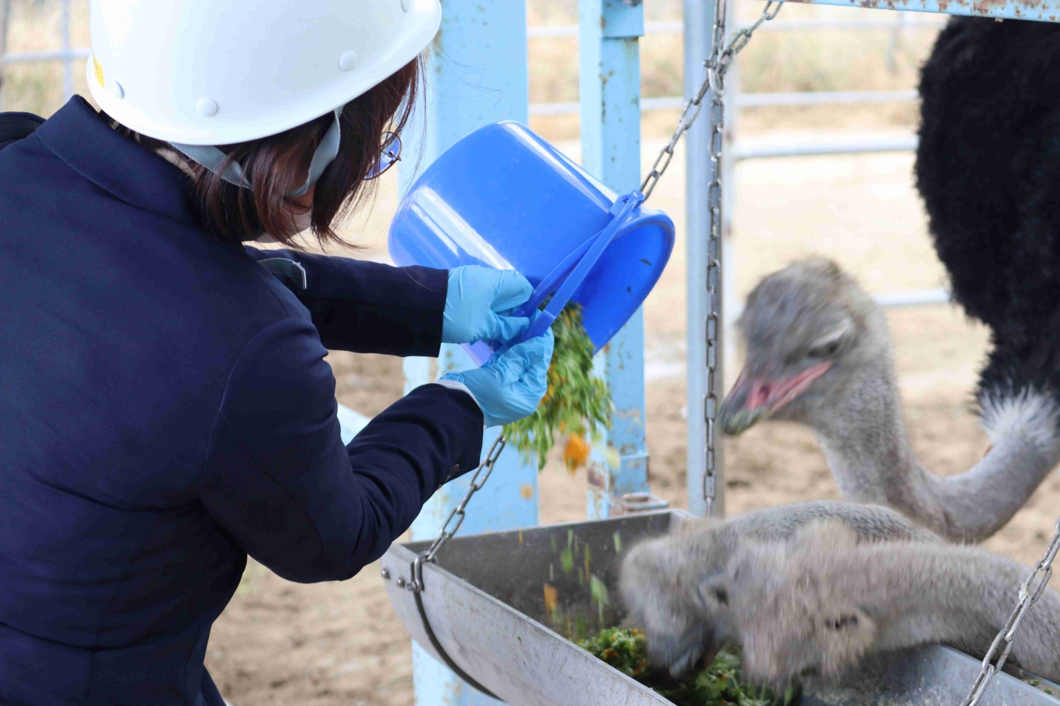 ダチョウの給餌体験（体験の機会の場認定プログラム）イメージ